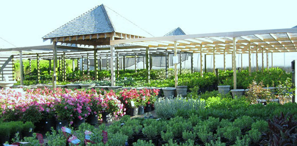 Nantucket Gardening Nursery