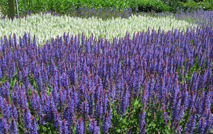 Nantucket Garden Center